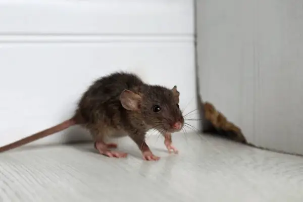 rat_control